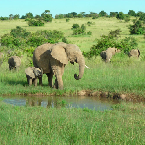 Jambo Jambo Kenya