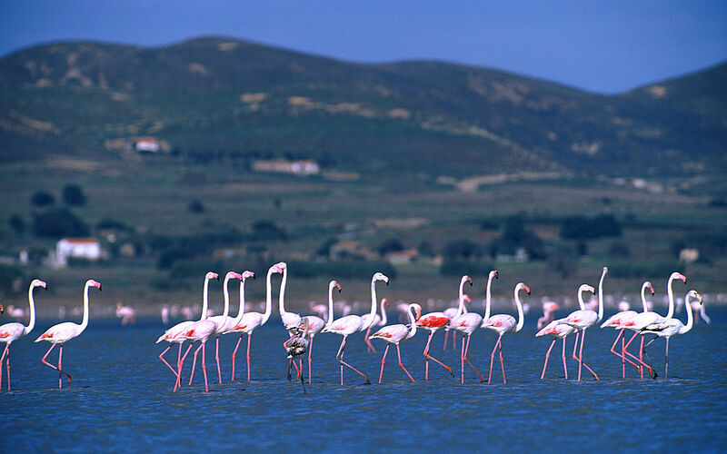 Flamingos am Salzsee von Aliki