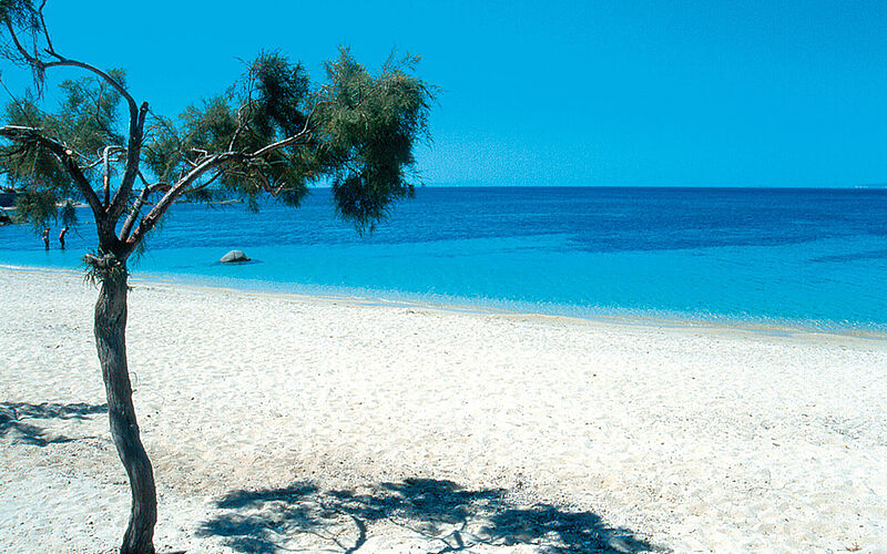 mit Blick auf den Plaka Strand mit Baum auf Naxos