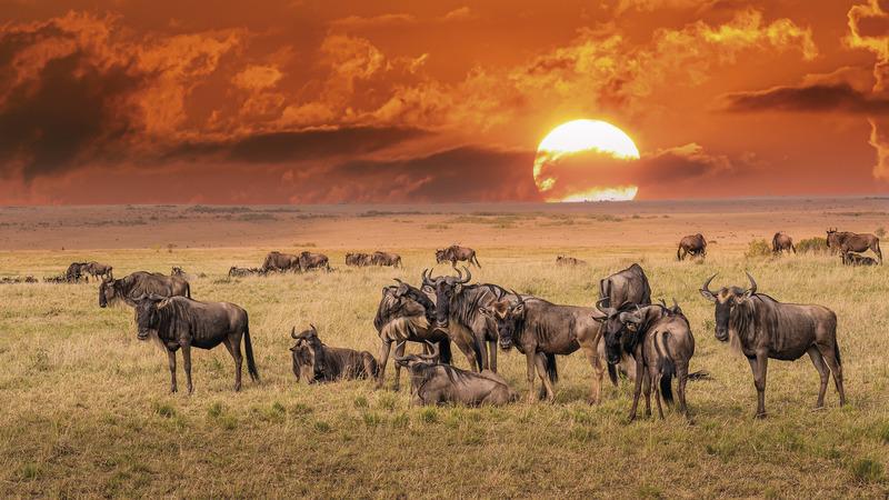 Tansania mit Safari-Abenteuer & Sansibar