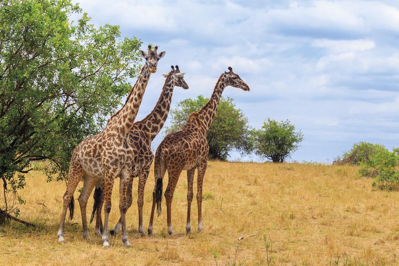 Tansania mit Safari-Abenteuer & Sansibar