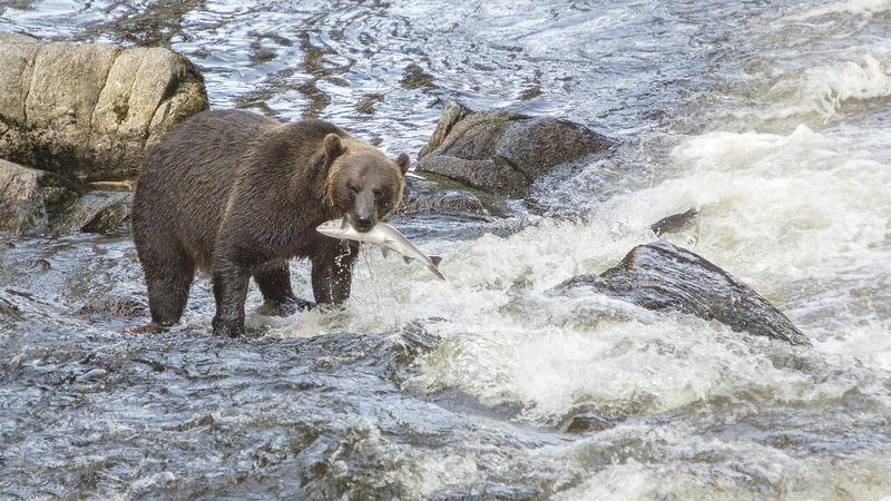 Kanada - Perfekte Kombination aus Natur, Landschaft & Städten