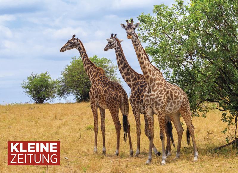 Tansania mit Safari-Abenteuer & Sansibar
